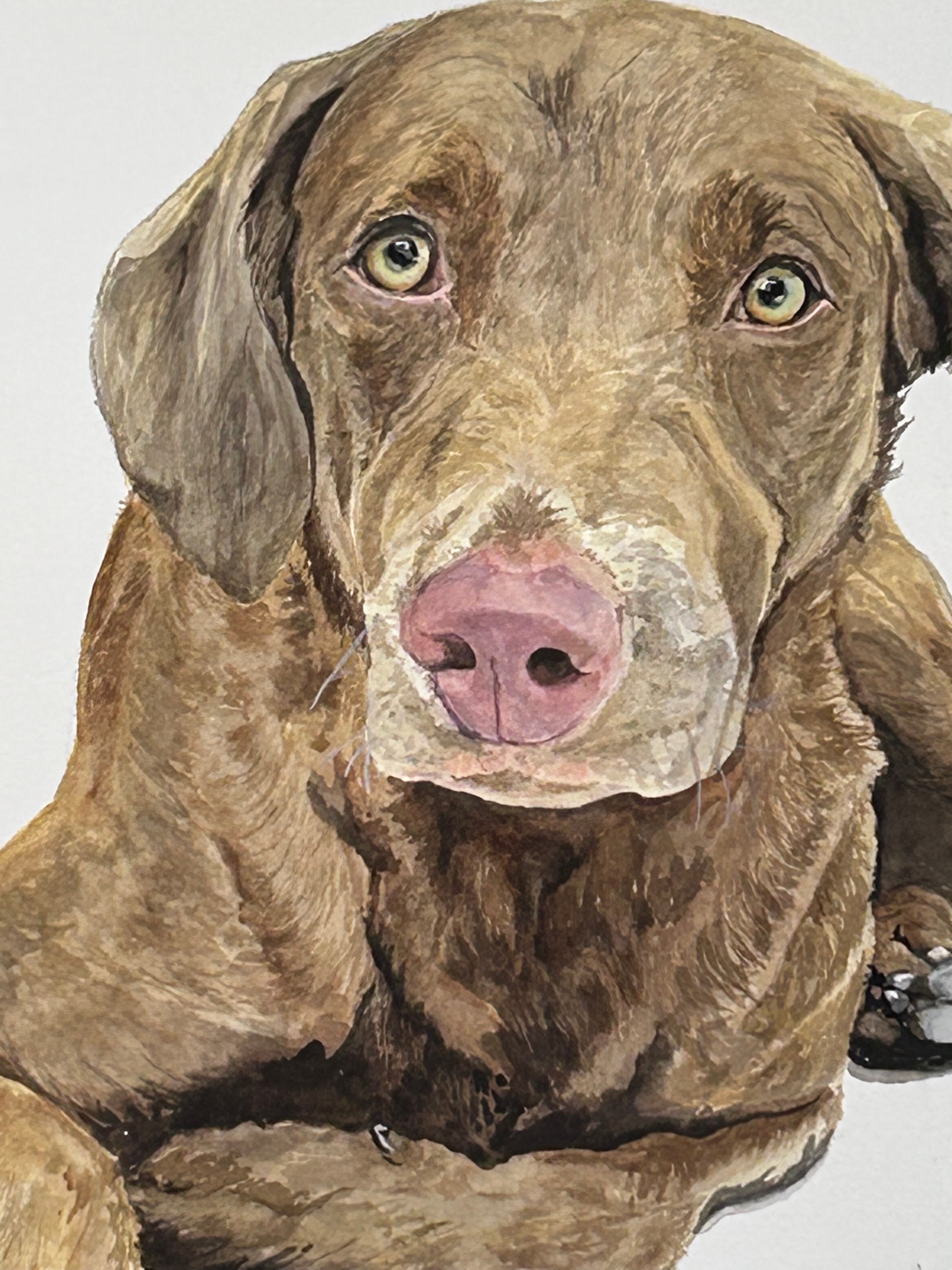 Peaches — Original Watercolor Pet Portrait by Linda Griffin