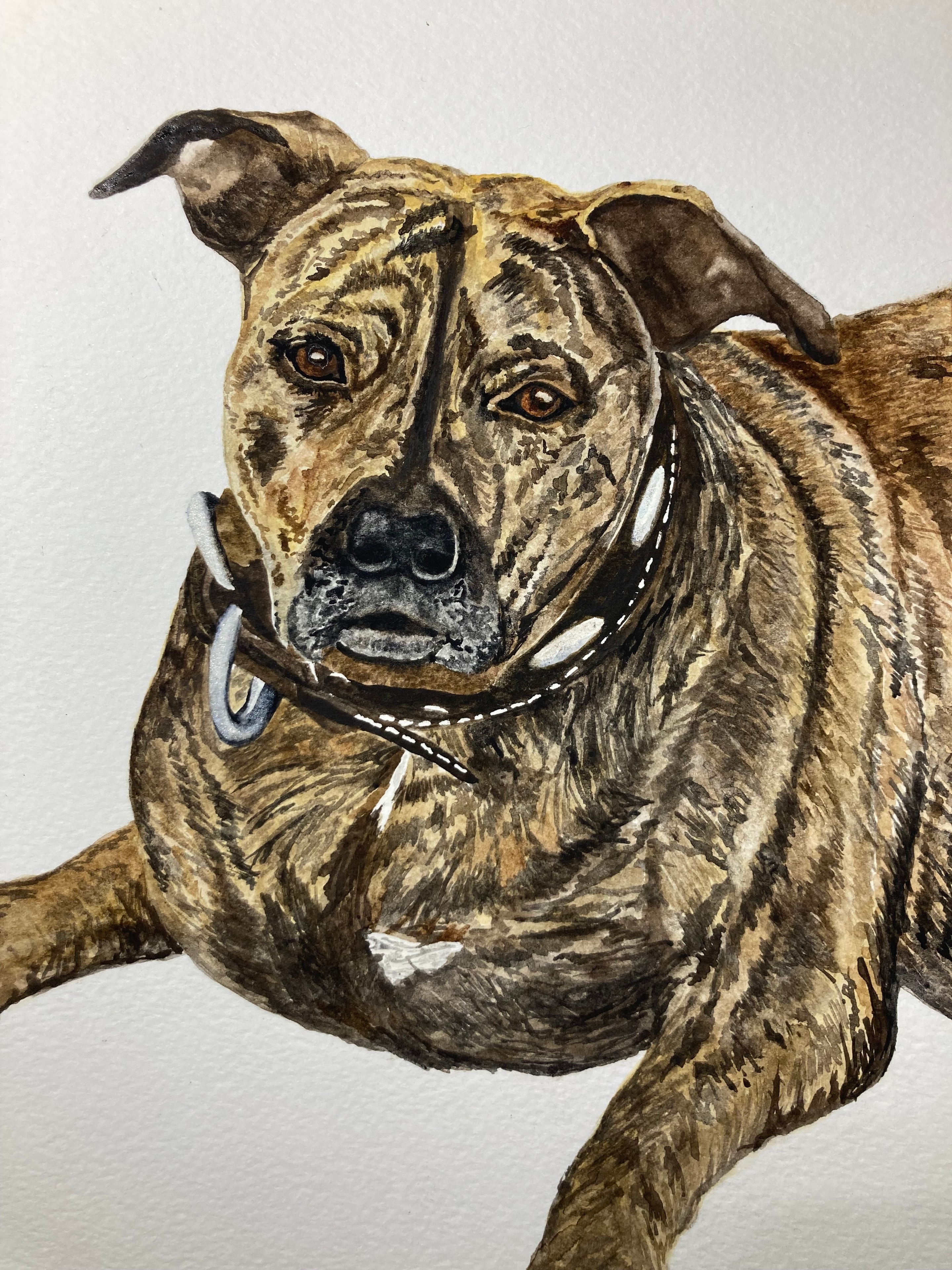 Brindle pit bull — original watercolor pet portrait painting by Florida artist Linda Griffin