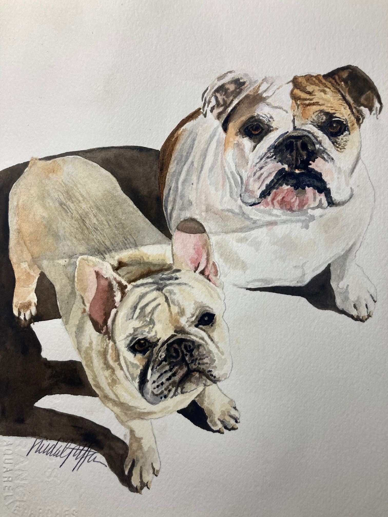 Bulldogs — original watercolor pet portrait painting by Linda Griffin