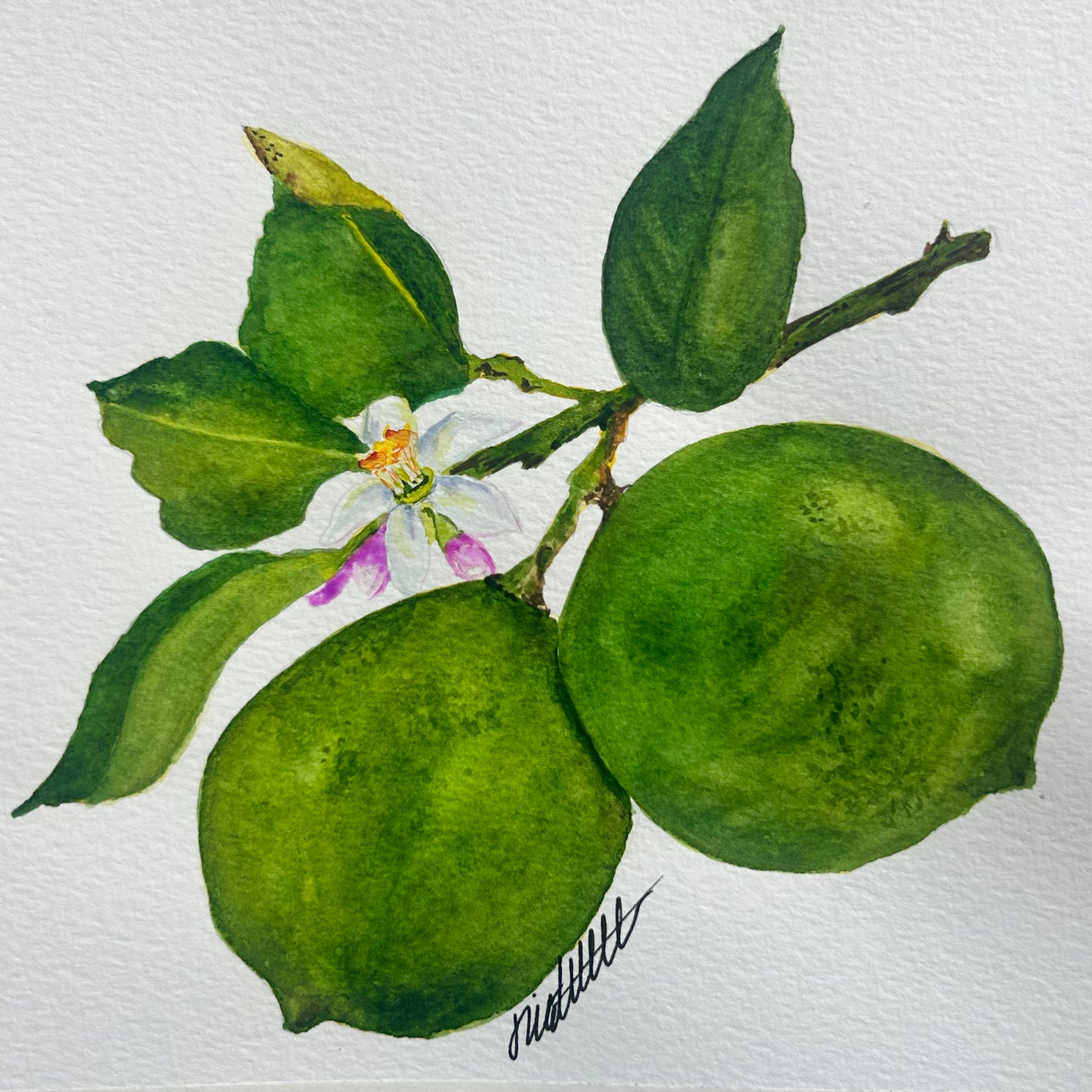 Limes — original watercolor painting by Linda Griffin